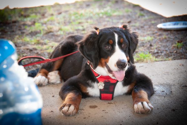 2022 恩道夏季野餐 GCBC Summer Picnic